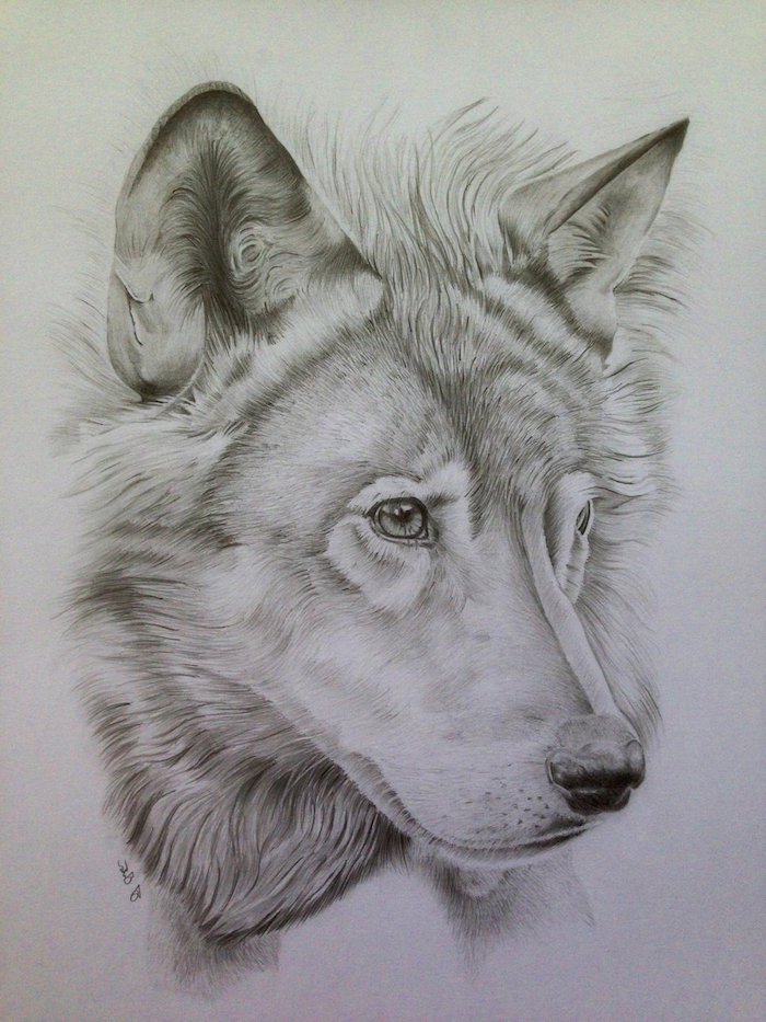tete de loup dessin réaliste noir et blanc facile à reproduire, realiser un dessin au crayon d un loup symbole de la loyauté