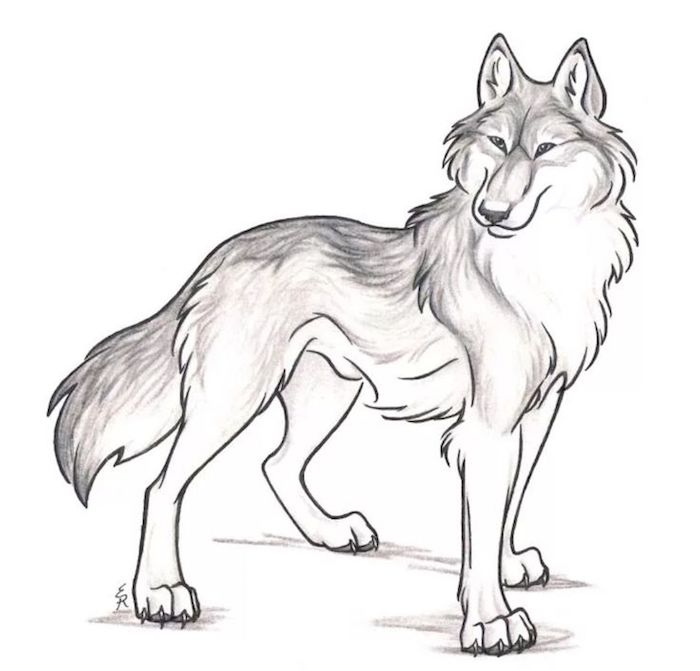 dessin facile a dessiner au crayon, dessin gris, noir et blanc, loup comme symbole de la force
