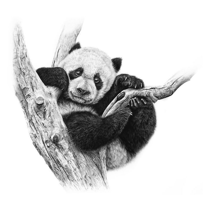 Panda dessin adorable, dessiner un animal mignon, panda noir et blanc sur branche