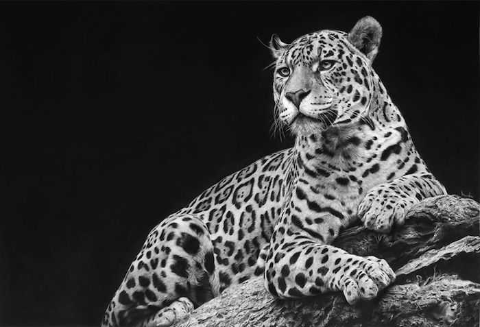 Chat géant magnifique, dessin photo réaliste, comment dessiner un léopard, dessiner un visage