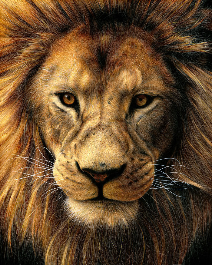 Lion magnifique dessin, incroyable photo-réalisme dessin lion, comment bien dessiner, dessin au crayon coloré micro-contrastes