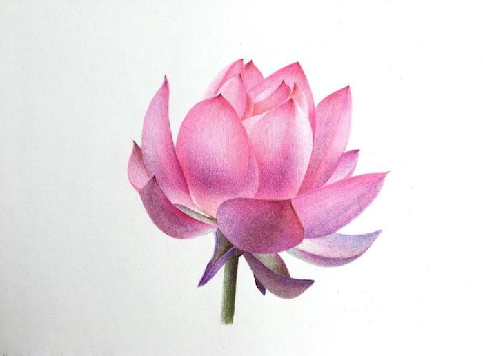 Coloré dessin réaliste fleur de lotus dessin, beau tatouage fleur de lotus coloré 