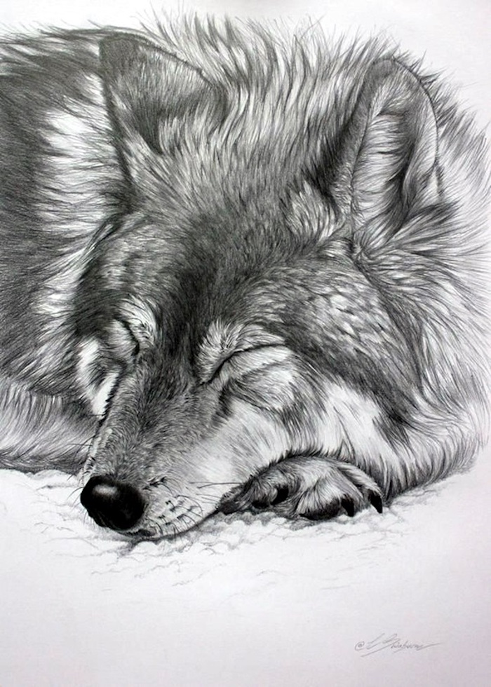 Loup dessin débutant, dessin animal adorable, dessin au crayon réaliste, chien mignon endormi 
