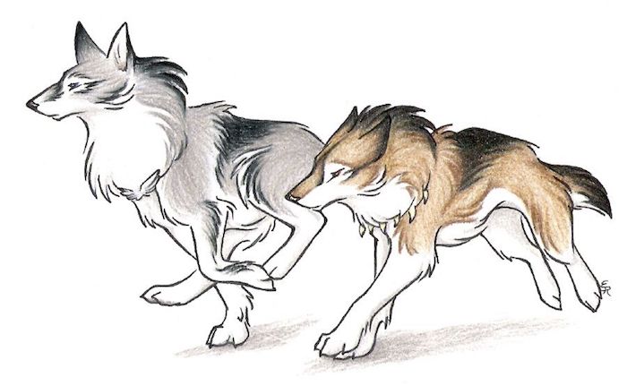 exemple de dessin graphique avec de la couleur grise et marron de loup et louve couple, symbole de la loyauté