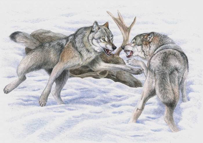 scène combant animalier, idée représentation paysage animalier loups en combat, fond paysage enneigé