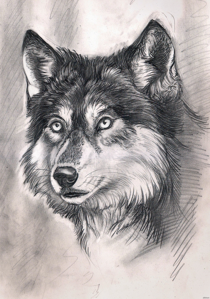 portrait de loup graphique réalisé au crayon sur un fond graphique gris et blanc, tête de loup noir et blanc