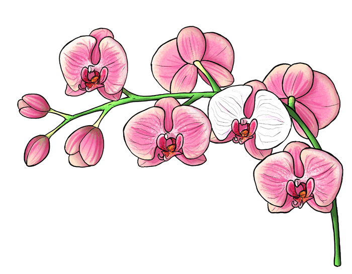 Dessiner une branche d'orchidées roses, beau dessin a dessiner, photo de dessin facile aquarelle 