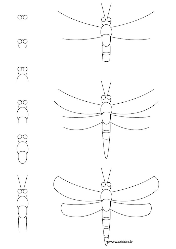 Dessin crayon sur papier étape par étape, insecte modèle à dessiner, image dessin facile et très beau