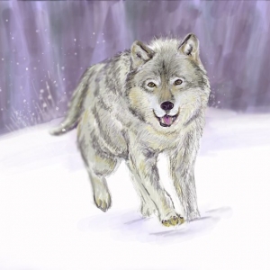 Astuces d'artiste pour apprendre à réaliser un dessin de loup soi-même