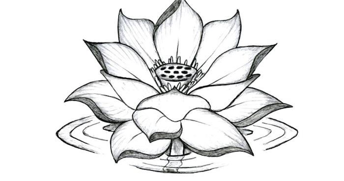 Comment dessiner une fleur de lotus dans l'eau, dessin réaliste noir et blanc, tatouage femme epaule, fleur tatouage original à grande signification