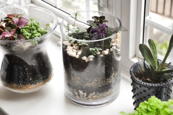 modèles de terrarium fait maison en verre, idée quelles plantes pour un terrarium ouvert, déco terrarium avec cailloux