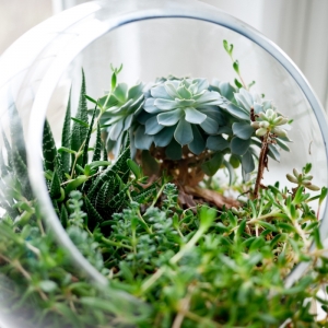 Faire un terrarium : guide complet pour créer son propre mini-jardin