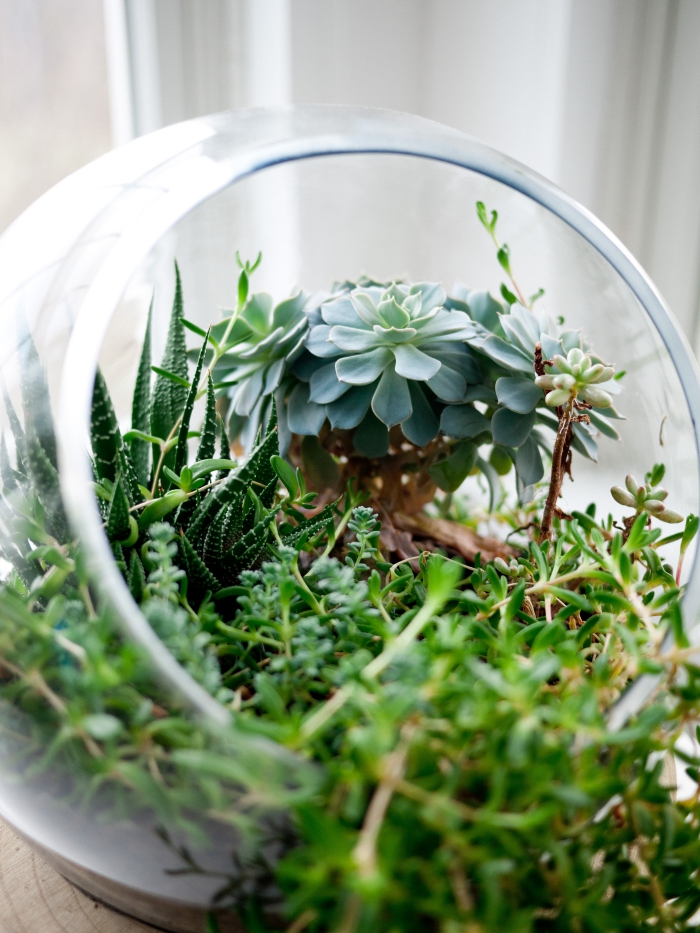 terrarium plante à faire soi-même, modèle de terrarium rond ouvert rempli de petites plantes vertes et terreau