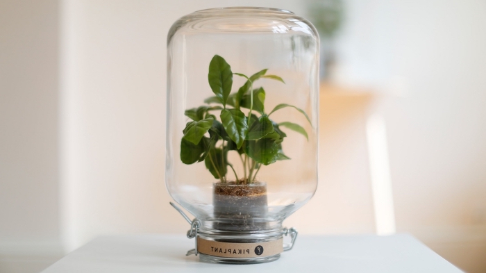 idée plante sous verre, projet jardinage à l'intérieur, modèle de mini jardin avec petites plantes dans un bocal verre