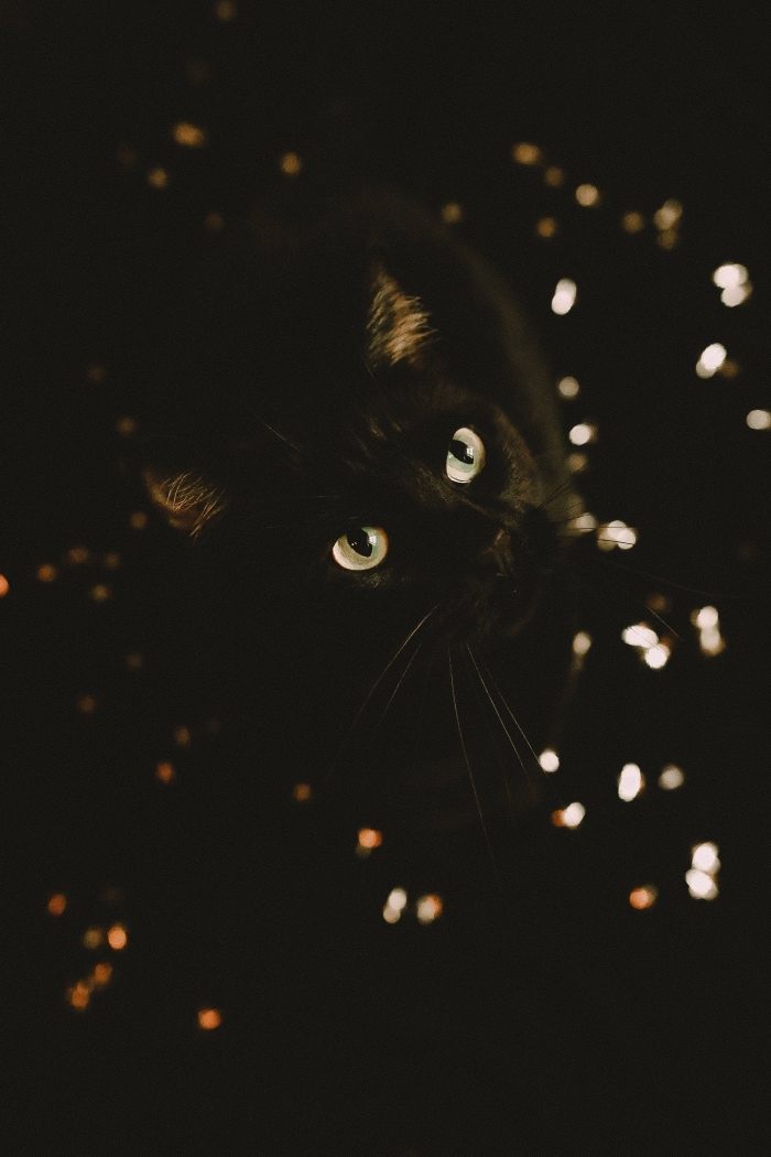 fond écran ordinateur pour halloween 2019, photo de chat noir aux yeux blancs à fond noir pour écran verrouillage iPhone