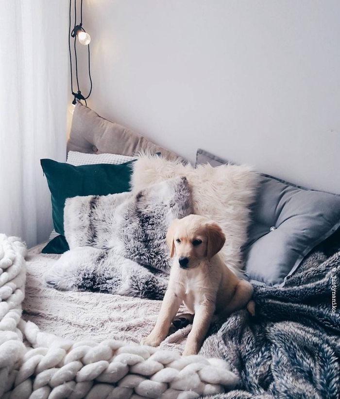 chien mignon sur un lit cocooning décoré de multitude de coussins décoratifs, plaid grosses mailles, guirlande lumineuse decorative, couverture grise moelleuse
