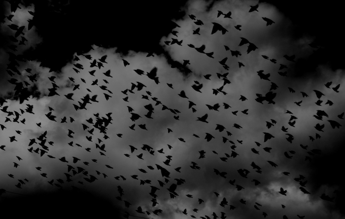 ciel-nocturne-nuages-photo-nature-effrayante-fond-d’écran-horreur-pour-halloween-volée-d'oiseaux-nuit idée fond d écran horreur pour ordinateur, photographie blanc et noir du ciel nocturne, paysage vol d'oiseaux