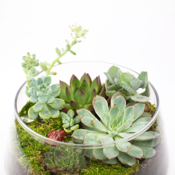 idée terrarium plante bocal, loisir créatif jardinage, quelles plantes pour un mini jardin intérieur dans bocal verre
