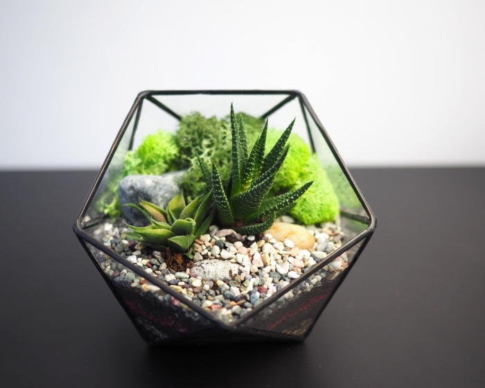 modèle de plante terrarium à faire soi-même, récipient en verre et métal peint en noir mat rempli de galets et aloés 