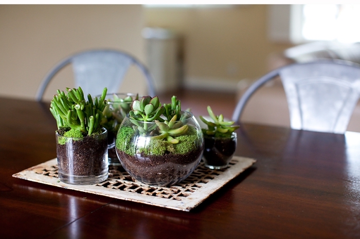 petite collection de mini terrarium en formes rondes, idée quelles plantes utiliser pour faire un terrarium ouvert