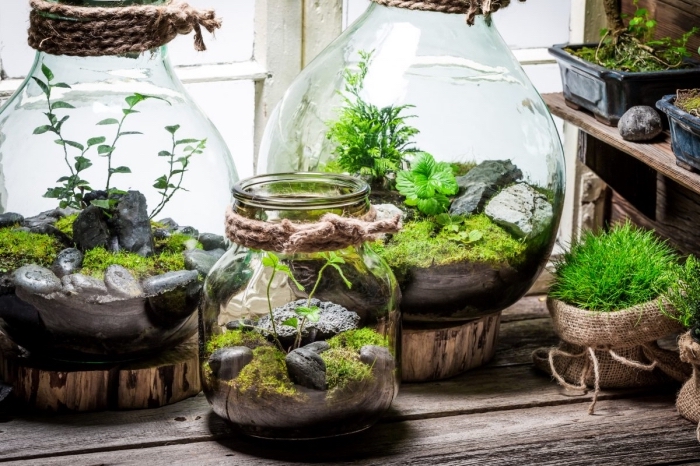 idée plante en bocal fermé, faire un mini jardin dans gros bocal en verre, comment décorer un terrarium avec mousse