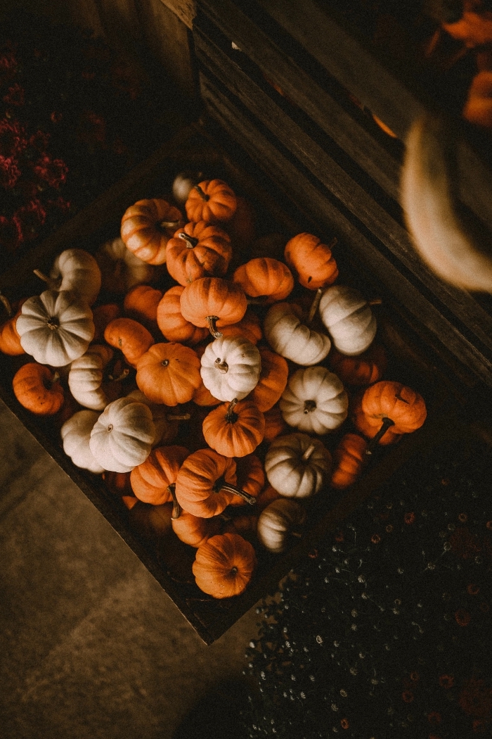 courges-citrouilles-blanches-image-halloween-cageoit-bois-fleurs-séchées-symboles-de-halloween-fête-octobre paysage d automne pour écran verrouillage portable, photo de petites citrouilles orange et blanches dans une cassette bois