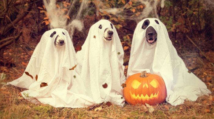 déguisement-halloween-2019-chiens-fantômes-costume-drap-blanc-sculpture-citrouille-jack-o-lanterne-nature-feuilles-séchées activité manuelle pour halloween, fabrication costumes animaux fantômes avec draps blancs pour la fête de Halloween