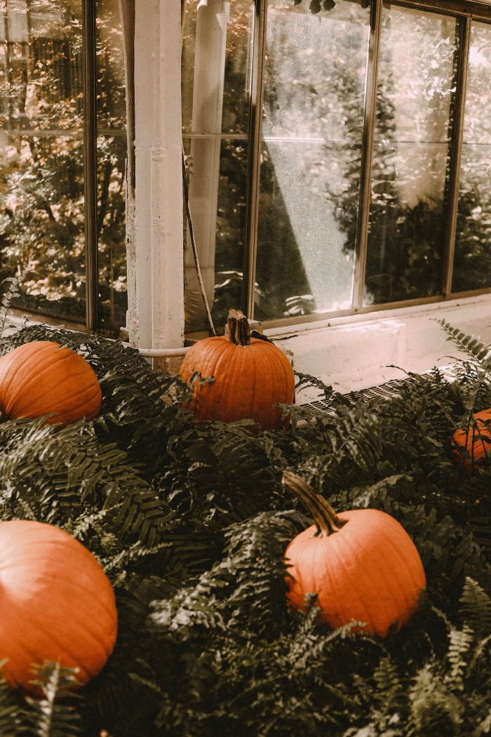 paysage d automne, idée décoration extérieure pour halloween avec citrouilles oranges, diy decor halloween