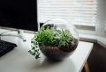 Faire un terrarium : guide complet pour créer son propre mini-jardin
