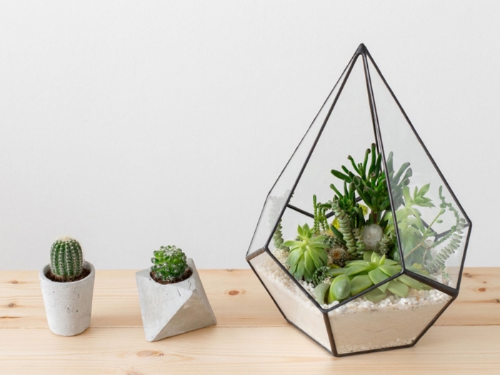 faire un mini terrarium dans un contenant verre en forme pyramide, modèle de pots en béton diy, déco avec plantes intérieures