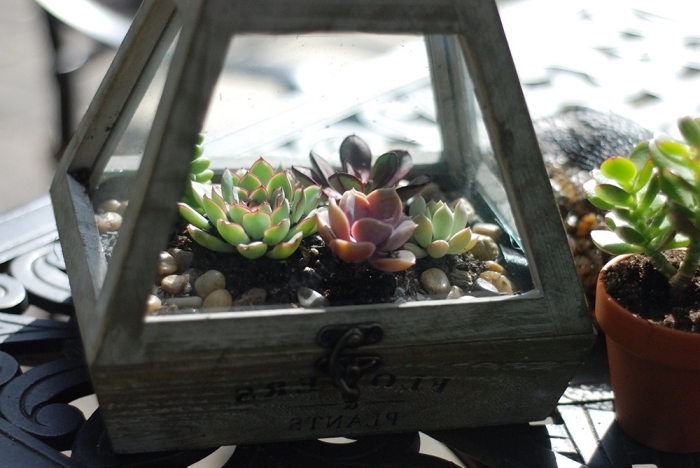 modèle de terrarium en bois facile à faire soi-même, mini-jardin avec petites plantes et cailloux dans lanterne bois
