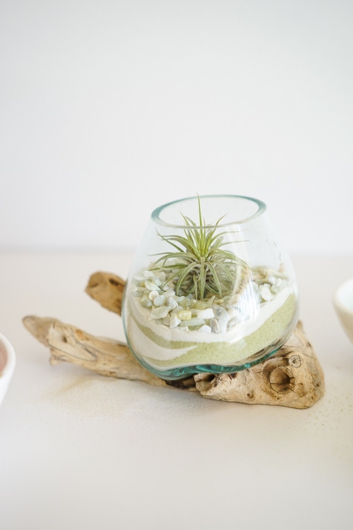 idée plante en bocal verre, modèle de mini terrarium avec sable et galets blancs, quelles plantes pour terrarium ouvert