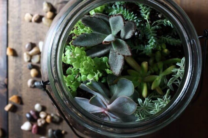 quelles plantes pour faire un terrarium bocal, photographie plante en bocal, modèle terrarium en bocal avec petites plantes