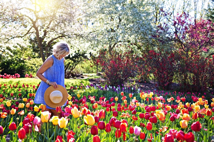 massif de tulipes aux couleurs variées, les variétés de bulbes de fleurs avec floraison printanière à planter dès l'été