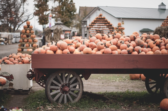 paysage d automne avec citrouilles, photographie chariot et citrouille comme wallpaper ordinateur pour Halloween