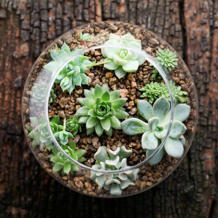 modèle de terrarium ouvert avec succulentes, bricolage terrarium plante dans contenant rond en verre rempli de galets