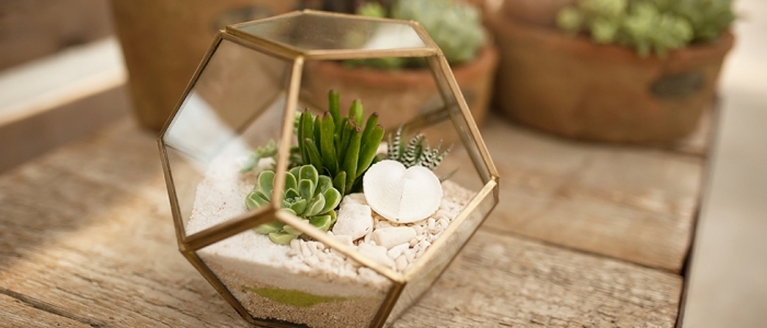 idée terrarium plante facile à réaliser, modèle de mini jardin avec plantes succulentes et galets, avec quoi remplir un terrarium