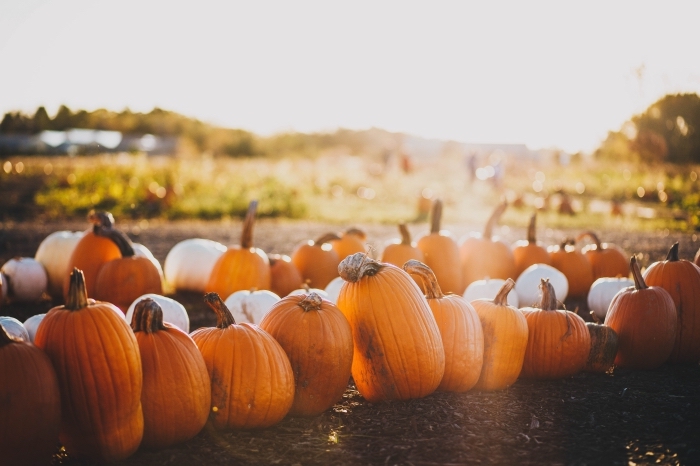 nature-automne-arbres-champs-fond-d-écran-automne-citrouilles-courges-symboles-halloween-wallpaper-ordinateur-pc idée wallpaper automnal pour ordinateur, fond écran halloween 2019 avec citrouilles, image citrouilles blanches et orange