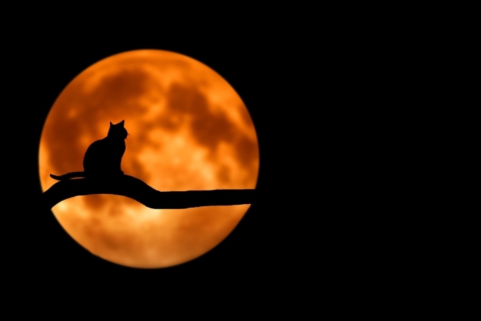 idée photo avec chat noir et pleine lune symboles de Halloween, wallpaper ordinateur avec image Halloween