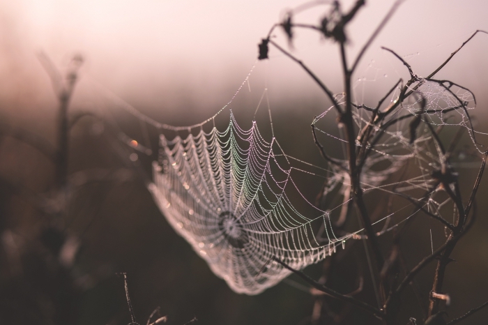 idée fond d écran automne avec paysage lever du soleil et toile d'araignée, wallpaper pc pour la fête de Halloween