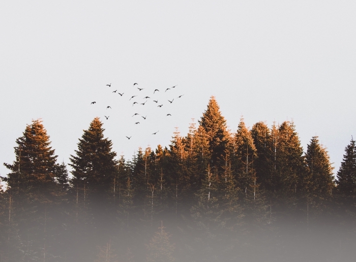 paysage-forêt-automne-volée-d-oiseaux-coucheer-de-soleil-fond-d-écran-automne-lumière-soleil-forêt photographie nature d'automne, paysage d automne pour ordinateur, photo de vol d'oiseaux dans une forêt