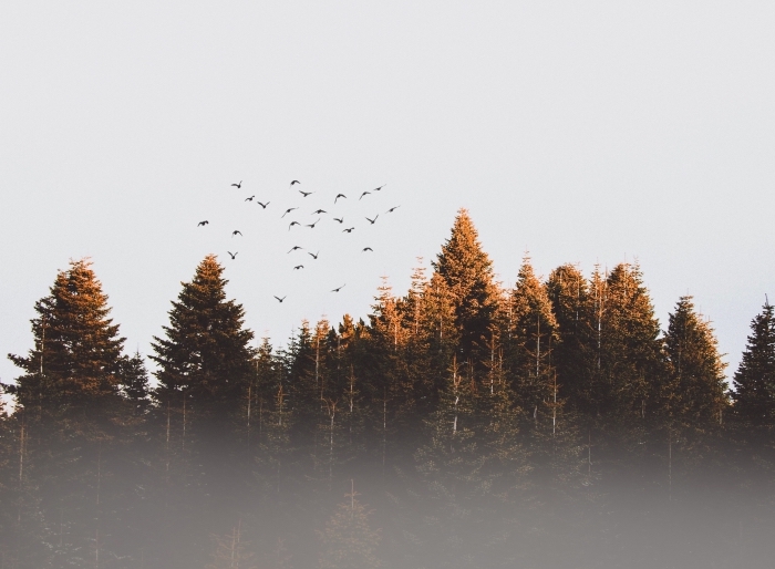 photographie nature d'automne, paysage d automne pour ordinateur, photo de vol d'oiseaux dans une forêt 