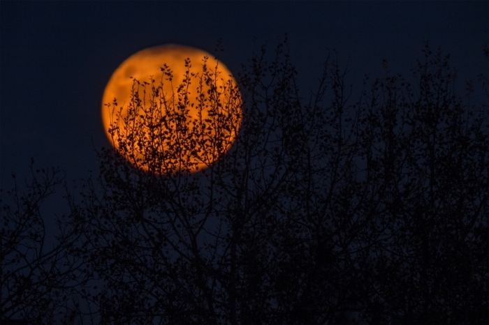 idée photo halloween pour fond écran ordinateur, photo de pleine lune avec branches noires et ciel nocturne
