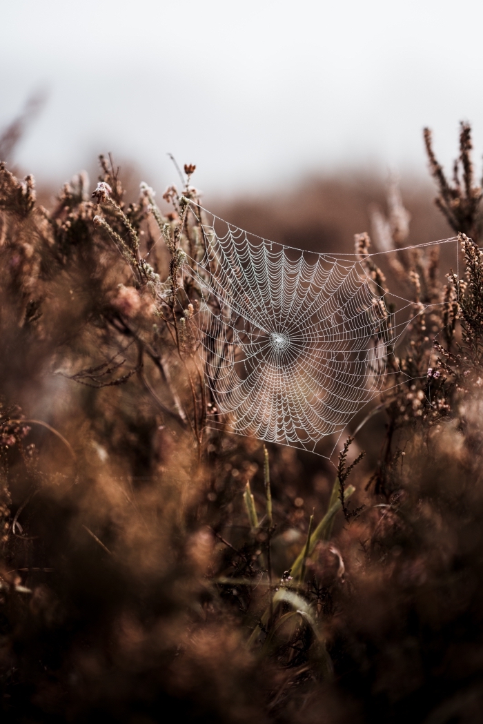 photographie-nature-feuilles-séchées-plantes-halloween-2019-toile-d-araignée-wallpaper-halloween-nature-ordinateur idée paysage d automne pour écran verrouillage portable, photo de toile d'araignée et plantes séchées automne