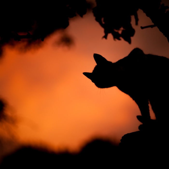 idée fond d'écran horreur avec chat noir, quelle photo pour écran halloween, photo de coucher de soleil avec chat noir