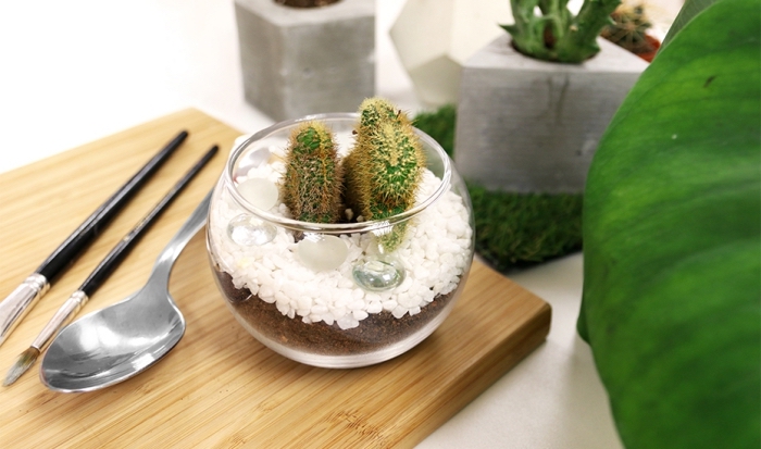 exemple de terrarium plante facile à faire soi-même, idée contenant terrarium en verre et forme ronde de type ouvert