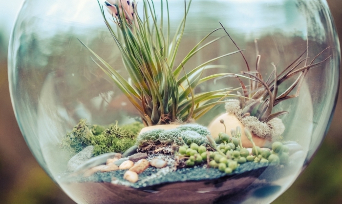 terrarium bocal à faire soi-même, bricolage facile avec mini plantes, diy mini jardin dans un récipient en verre