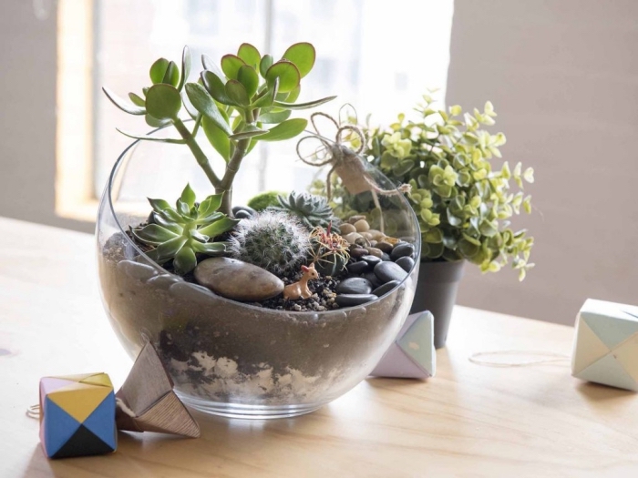 idée terrarium cactus dans un aquarium, modèle de mini jardin à réaliser avec petites plantes et cailloux dans contenant verre