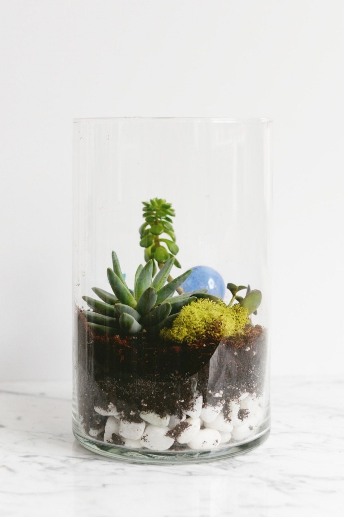 idée plante terrarium ouvert, modèle de mini jardin dans contenant en verre rempli de cailloux blancs et mini plantes