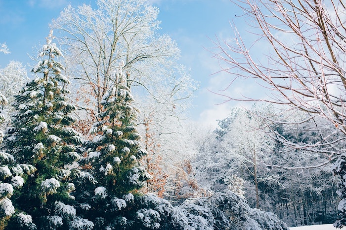 fond écran hiver avec plein d arbres couvert de neige, nooel féerique, ciel d hiver bleu et blanc, sapins et arbres dépouillés
